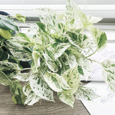 Marble Pothos, with 5.5 inches white decor pot